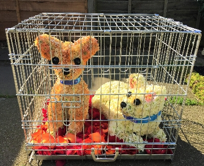 3D Chihuahua Dogs In Cage