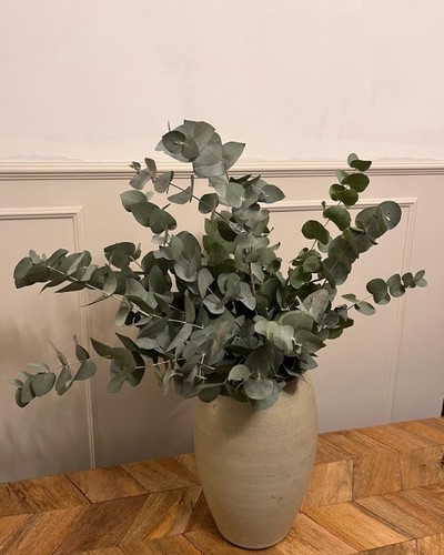 Eucalyptus bunch