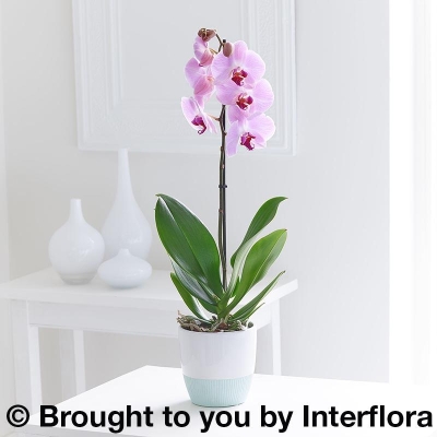 Pink Phalaenopsis Orchid