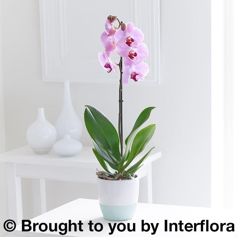Pink Phalaenopsis Orchid – buy online or call 02476 688568