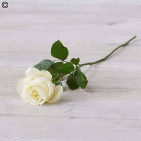 Single roses