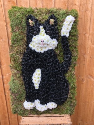Black and white cat