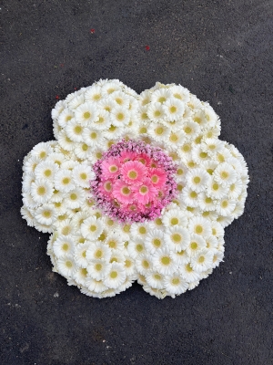 Daisy flower