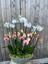 Luxury Phalaenopsis Planter