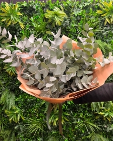 Eucalyptus bunch