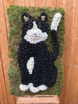 Black and white cat