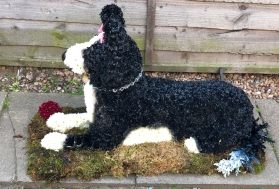 border collie dog 3D