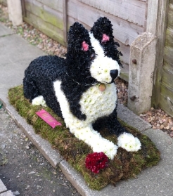 border collie dog 3D