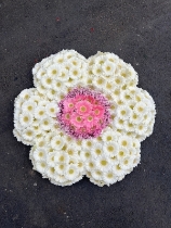 Daisy flower