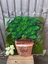 Money plant tribute